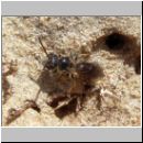 Diodontus tristis - Grabwespe 07 6mm.jpg